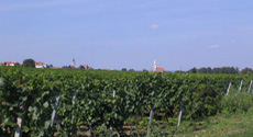 Holidays in Burgenland with English guided tours
